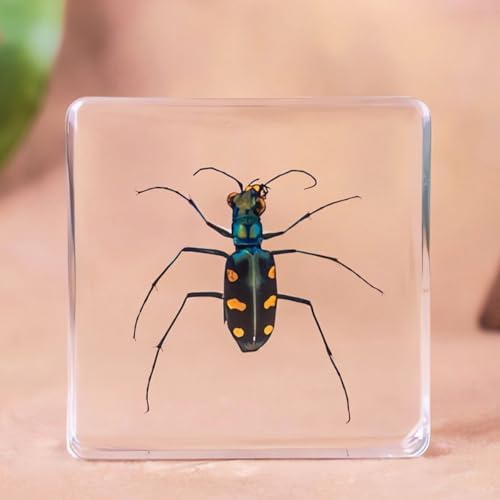 20-Pcs Insect Specimens in Resin Crystal Preserved, Taxidermy Bug - Image 4