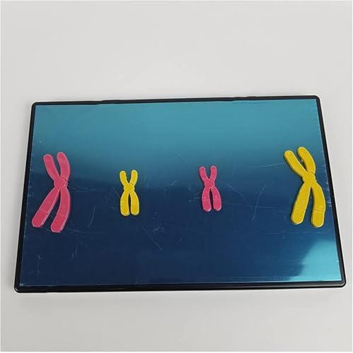 Animal And Plant Cells Mitosis Model, Chromosome Changes During Meiosis Model Component, Magnetic Animal And Plant Cell Anatomy Model, For Science Education Classroom Demonstration Tools. - Image 2