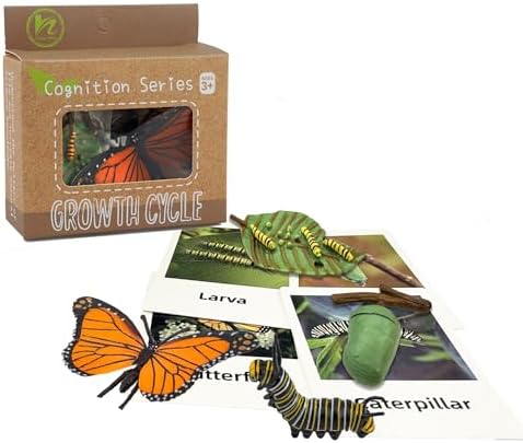 Mbrain 4pcs Butterfly Growth Cycle with Flash Cards,Life Cycle Learning & Education Toys,Montessori Toys,Gift for Girl & Boy for 3 4 5 6 7 Year Old (Butterfly) - Image 5