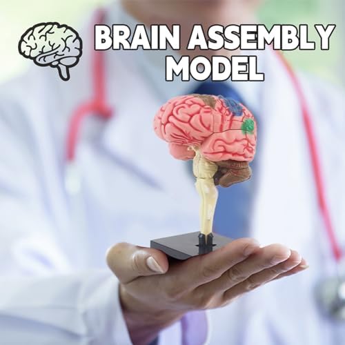Human Brain Model Anatomy with Detachable Parts - Educational Neuroscience Tool for Students, Kids & Medical Professionals, PVC Material - Image 6