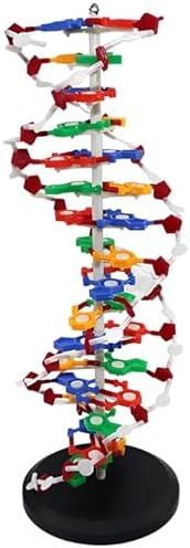 COYEUX Double Helix Molecular Model of DNA, DNA Double Helix Model, Made of Colored PVC, Mounted On a Rotating Support, Scientific Teaching Tool by COYEUX
