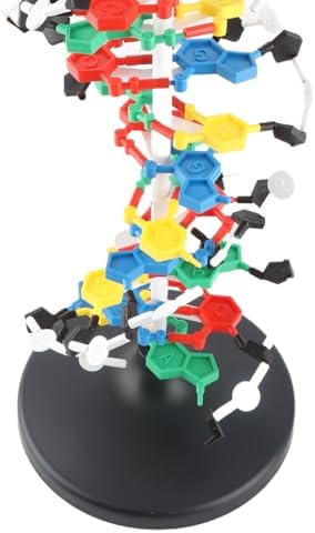banapoy 3D DNA Model, Educational DNA Structure Double Molecular DeoxyriboNucleic Model, Biological Science Popularization Teaching for School Lab - Image 7