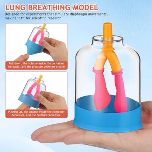 PRETYZOOM Human Lung Breathing Model for Scientific Experiments Educational Anatomy Tool for Lung Function Simulation Lightweight Design for Classrooms and Research Settings - Image 2