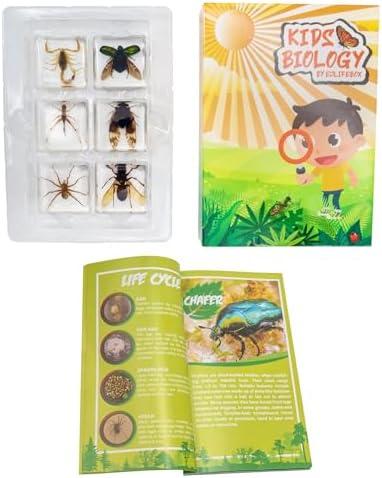 Insect Specimen Set, Bugs Collection Scientific Education Gift for Kids Aged 3-8-12 (Cicada, Wasp, Spider, Scorpion, Locust, Chafer) - Image 5