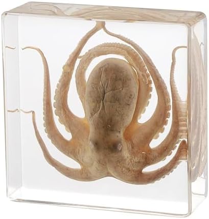 Taxidermy Bat and Octopus Specimen in Resin Crystals Preserved - Image 3