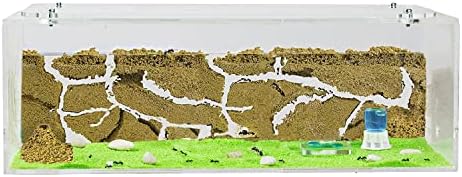 AntHouse - Natural Sand Ant Farm | Acrylic Big Starter Kit | Educative Ant Hill | 11.81 x 5.91 x 3.94 in by AntHouse