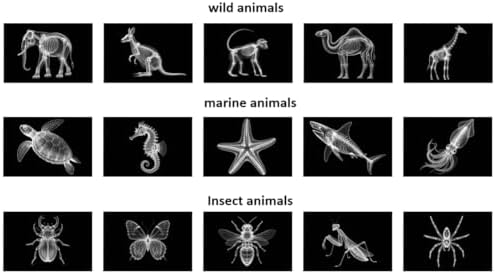 Animal X-ray Educational Set 15 Pieces for Light Table Science Learning - Image 5