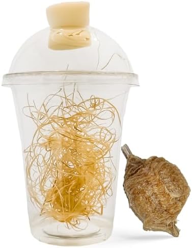 Chinese Praying Mantis Ootheca Egg Case with Hatching Habitat Transparent Cup - One Egg Case - Beneficial for Stem Education and Gardening, Egg Case Produces Approximately up to 400 Baby Nymphs by Unknown