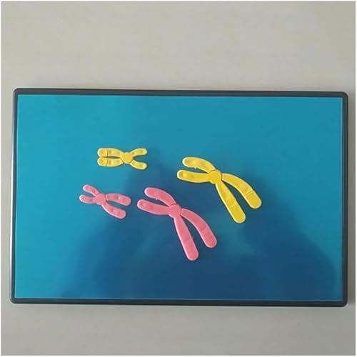 Chromosome Changes in Meiosis Model Component Biology Teaching Instrument Human Chromosome Model Anatomical Model - Biology Teaching Model Chromosome Changes Meiosis Mode - Image 4