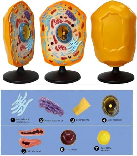 Animal Cell Model Display Anatomical Teaching Aid, Animal Cell Teaching Kit for Students Educational Cell Anatomy Display Detachable Organelles for Biology Classroom Demonstrations - Image 2