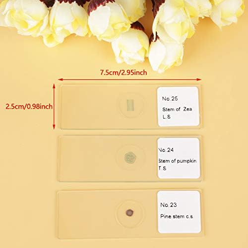 Prepared Microscope Slides Set, 25 Piece Glass Specimen Collection with Labeled Plant Animal Cell Samples for Biology Labs Students Standard 75 x 25 mm Boxed Set - Image 2