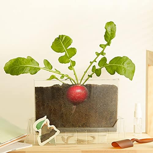 Children's Science Experiment Window Plant Growing Kit, Vegetable Plant Growth Observation Box Toy Science Kit for Homeschool & Classrooms, Ages 6+ - Image 4