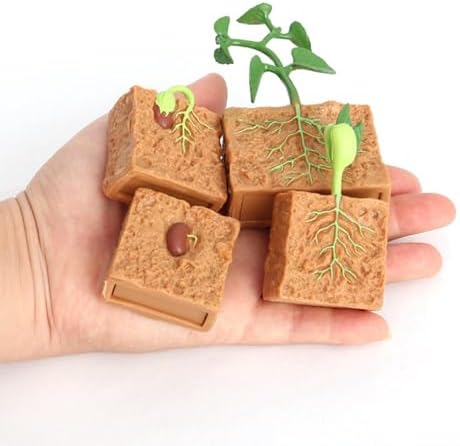 Life Cycle of Green Bean Plant Lifelike Life Cycle Plant Figures for Children - Image 5