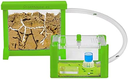Anthouse - Basic Natural Sand Ant Farm - 3D Ant Terrarium - Acrylic Sandwich-Type - Foraging Box with Lid Included - Green Color by AntHouse