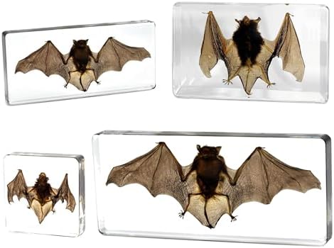 Taxidermy Bat, XXX-Large Bat Specimen in Resin Crystals Preserved - Image 3