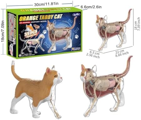 Cat Anatomy | 4D Veterinary Learning Tool - Biology Teaching - Image 2