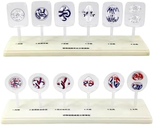 Animal And Plant Cell Mitosis And Meiosis Model, Biological Cell Models, Easy To Use, 12 Parts Medical Science Anatomy Cell And Mitosis Model Set, For Biology Teaching Aid Equipment Teaching by Unknown
