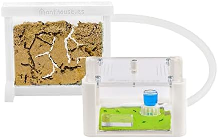 Anthouse - Basic Natural Sand Ant Farm - 3D Ant Terrarium - Acrylic Sandwich-Type - Foraging Box with Lid Included - White Color by AntHouse