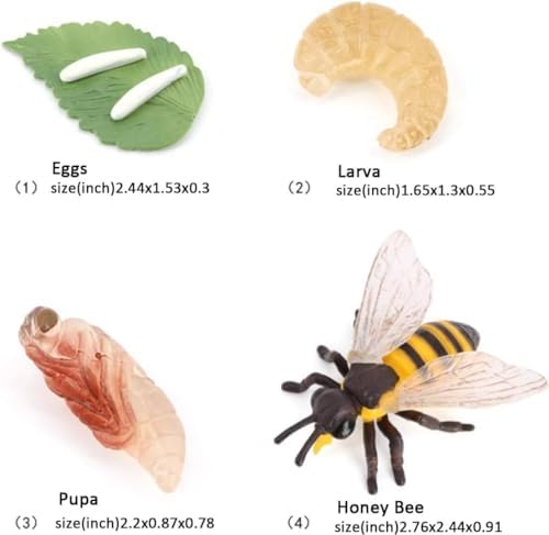 Hvogvok Bee Growth Cycle, Animal Growth Cycle Biological Model, Growth Stage Lifelike Bee Life Cycle Model Set for Kids Education Insect Themed Party Favors - Image 2