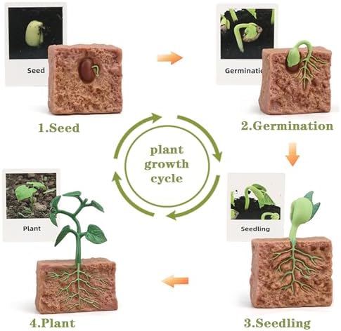 Mbrain 4 pcs Plant Growth Cycle with Flash Cards,Life Cycle Learning & Education Toys,Montessori Toys,Gift for Girl & Boy for 3 4 5 6 7 Year Old (Plant) - Image 3