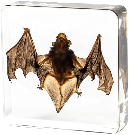 Taxidermy Bat and Octopus Specimen in Resin Crystals Preserved - Image 5