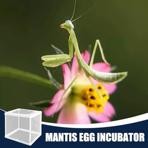 6.3x5.9x5.5 Inch Praying Mantis Egg Case Habitat, Incubator for Tarantulas, Spiders & Small Animals - Clear - Image 5