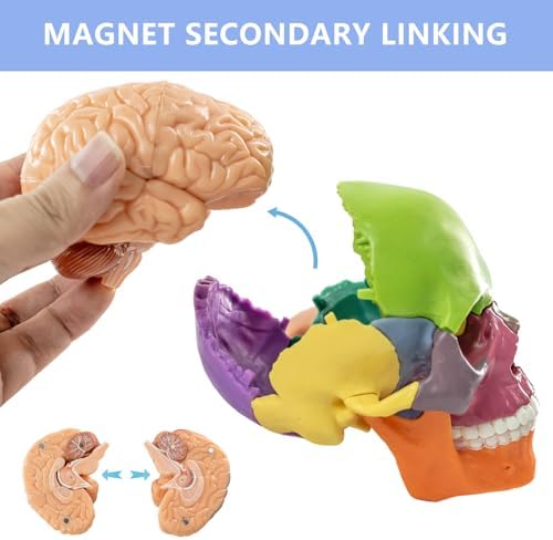 2026 New 15+5 Parts Human Anatomy Exploded Skull Model, Palm-Sized Mini - Image 4