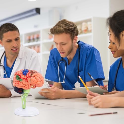 32-Piece Human Brain Anatomy Model with Display Stand, 4.3-Inch Detachable Brain Replica for Adult Anatomy Study, College Biology, Nursing and Medical Education - Image 4