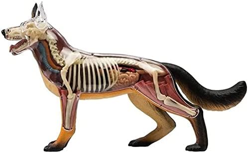4D Dog Anatomy Model with Detachable Biology, Anatomical Model, 29 Parts for Animal Teaching Demonstration and Veterinary Training - Image 3