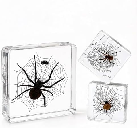 Real Taxidermy Spider Specimen in Resin Crystals Preserved 3-Pack by Aolowewin