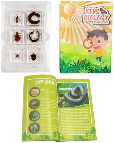 Insect Specimen Set, Bugs Collection Scientific Education Gift for Kids Aged 3-8-12 (Millipede, Centipede, Dragonfly Larvae, Tea Seed Bug, Red Longhorn Beetle, Spiny Spider) - Image 5