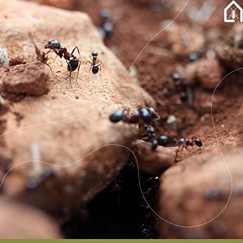 Anthouse - Basic Natural Sand Ant Farm - 3D Ant Terrarium - Acrylic Sandwich-Type - Foraging Box with Lid Included - Green Color - Image 5