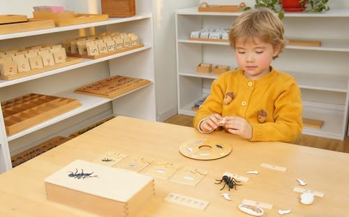 ancona Life Cycle- Ant, English Monolingual, Montessori Preschool Memory Matching Game Box Set with Animal Figurines & Matching Puzzle Cards, Early Education Toy - Image 4