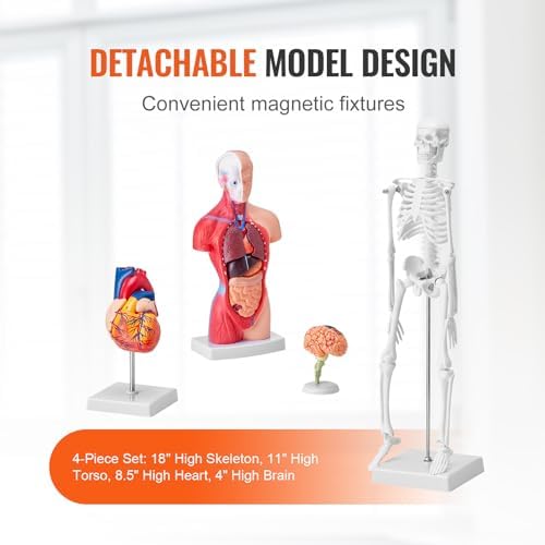VEVOR Human Anatomy Model Bundle Set - Human Skeleton, Brain, Human Torso Body, Heart - Set of 4, Detachable Hands-on 3D Model Physiology Teaching Tools for Study and Display, with Manual - Image 4