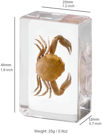 9-Pack Ocean Animal Snail Shell Crab Specimens in Resin Preserved - Image 2