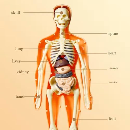 Human Anatomy Model Set Educational STEM Kit Teaching Skeleton Model Kit with Removable Organs Learning Tool for Science Classroom Demonstrations and Displays (Half Transparent) - Image 3