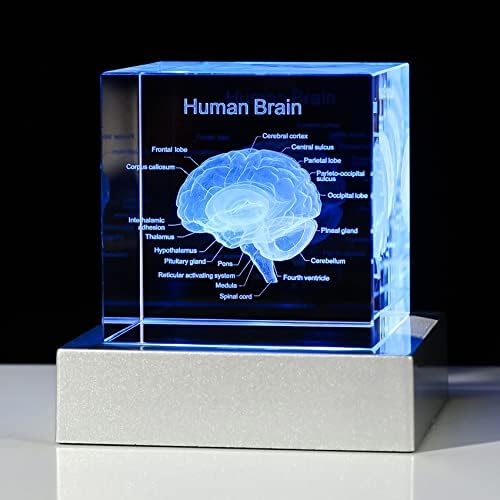 Movdyka 3D Human Brain Anatomy Model Doctor Psychology Graduation Gifts by Movdyka