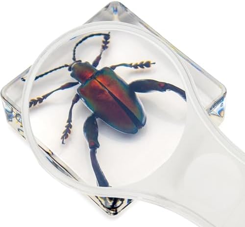 6 PCS Resin Insect Specimen Set, Butterfly, Jewel Frog Beetle, Silk Moth, Chafer, Stinkbug, Wasp, Science Education Toy for Kids - Image 3