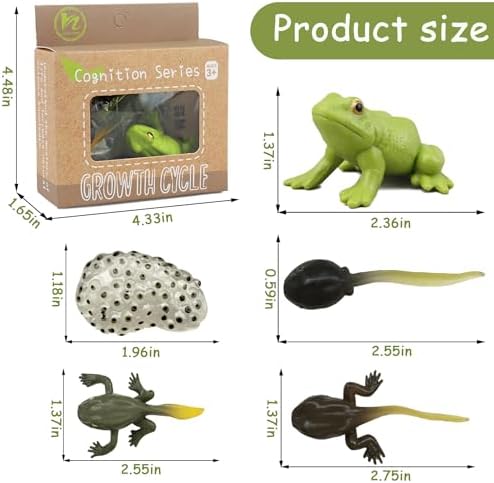 Mbrain5pcs Frog Growth Cycle with Flash Cards,Life Cycle Learning & Education Toys,Montessori Toys,Gift for Girl & Boy for 3 4 5 6 7 Year Old (Frog) - Image 2
