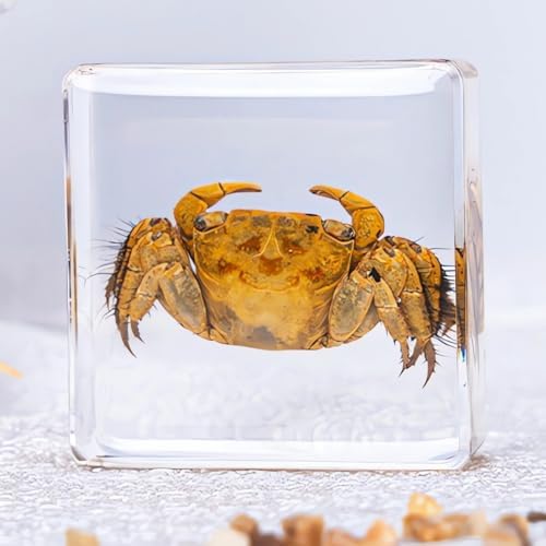 16-Pack Taxidermy Ocean Animal Specimens in Clear Resin Preserved - Image 6