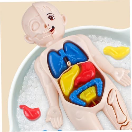 Human Body Model for Kids 7x4 Anatomy Model Organs Detachable Human Body ABS No Burrs Science Toys Educational Anatomy for Kids Over 3 Years Old - Image 4