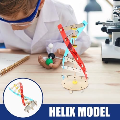 DNA Model Double Helix Science Teaching Kit for Kids and Students - Image 6