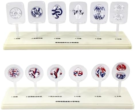 Animal and Plant Cell Mitosis and Meiosis Models Plant Cell Animal Cell Meiosis Model Medical Teaching Cell Mitosis Model for Biology Science Education Demonstration Lab Supplies by Unknown