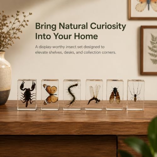 6pcs Real Insect Specimen,Taxidermy Cicada Scorpion & Specimen in Resin - Image 4