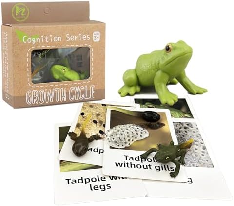Mbrain5pcs Frog Growth Cycle with Flash Cards,Life Cycle Learning & Education Toys,Montessori Toys,Gift for Girl & Boy for 3 4 5 6 7 Year Old (Frog) - Image 5
