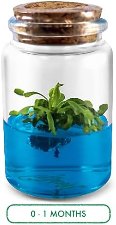 Venus Flytrap Kit, Live Venus Fly Trap Terrarium Included/DIY Beginner Friendly Starter Kit, Educational Growing Plant, Exotic Native - Image 3