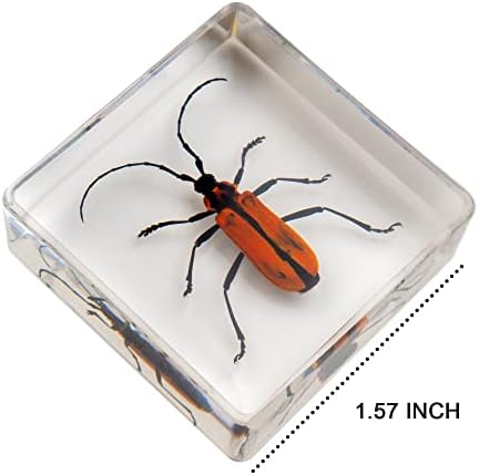 Insect Specimen Set, Bugs Collection Scientific Education Gift for Kids Aged 3-8-12 (Millipede, Centipede, Dragonfly Larvae, Tea Seed Bug, Red Longhorn Beetle, Spiny Spider) - Image 4