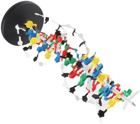DNA Structure Model Plastic Double with 5 to 3 Chains Major and for Biology Teaching by Hilitand