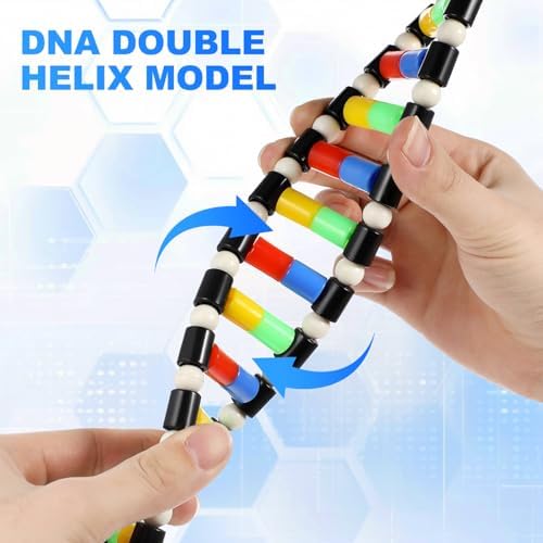 TOYANDONA DNA Model Kit, Twistable DNA Double Helix Structure Model DNA Double Helix Model with Storage Box for School Student Science Teaching Educational Learning - Image 4