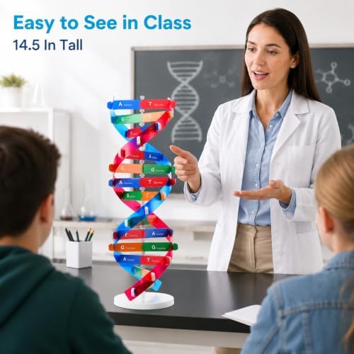 Toddmomy Educational DNA Double Helix Model Kit for Kids DIY Structure Science Toy Interactive Biology Learning Aid Classroom Decor 14. 5" - Image 4
